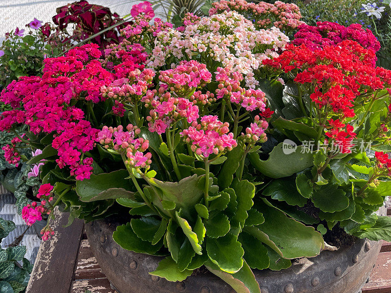 全帧图像的开花燃烧凯蒂盆栽植物(kalancance blossfeldiana)在花园，热带多肉植物，粉红色，白色和红色的花，重点在前景